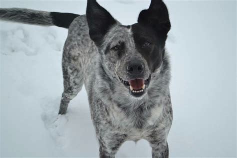 17 Best images about Lab Blue Heeler Mix on Pinterest | Blue heeler dog, Puppys and Service dogs