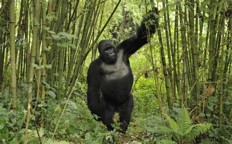 Gorilla tracking rules - rules of gorilla trekking, gorilla safaris