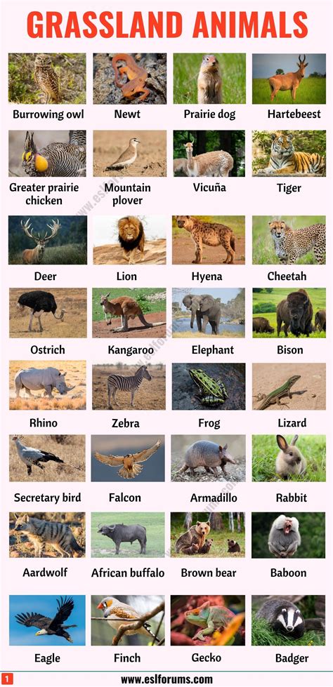 Grassland Animals: List of 80+ Grassland Animals in English with ESL Pictures - ESL Forums ...