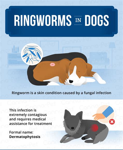 Ringworm In Dogs: Causes, Signs, Treatment Canna-Pet®, 55% OFF