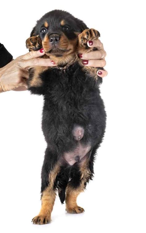 Everything You Need to Know About Umbilical Hernias in Dogs - Animalso