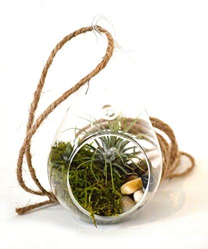 10 Moss Terrarium Kits For A Gorgeous Indoor Garden