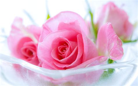 Light Pink Rose Flowers Wallpaper