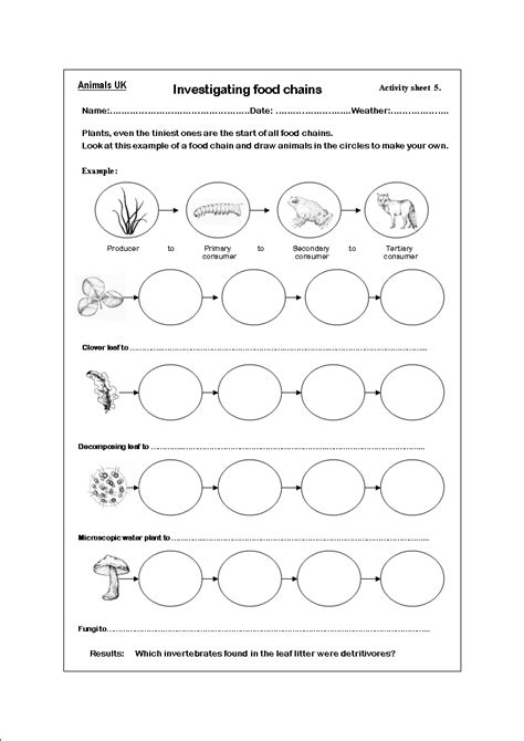 Food Webs And Food Chains Worksheets