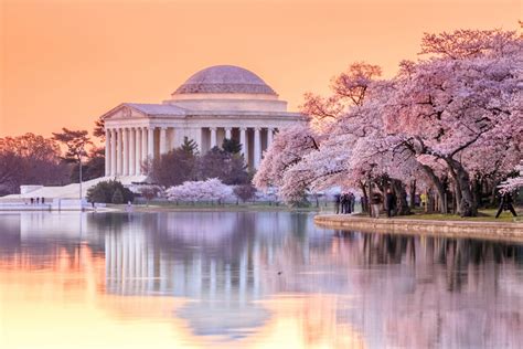 Washington DC Cherry Blossoms: The Ultimate Guide To Visiting