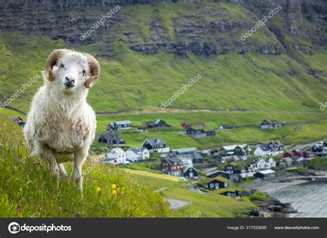 Wildlife in the Faroe Islands. Sheep on Vagar island. Faroe Isla Stock Photo by ©Curioso_Travel ...