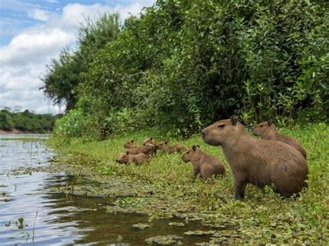 Where to Find Capybaras in Their Natural Habitat - Baby Capybara