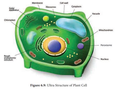 Plant Cell Organelles