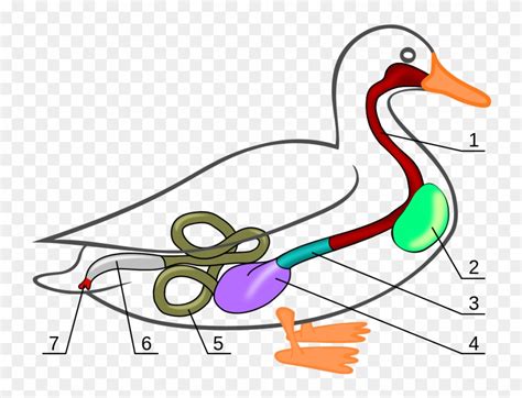 314 × 240 Pixels - Anatomy Of Mallard Duck Clipart (#1954993) - PinClipart