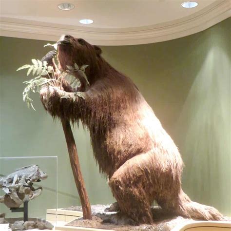 Timeline for giant sloth extinction rewritten by new analysis