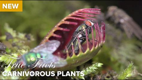 True Facts About Carnivorous Plants