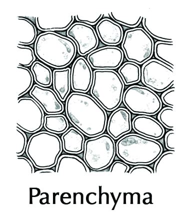 Parenchyma Tissue