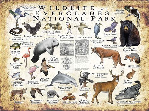 Wildlife of Everglades National Park Poster Print