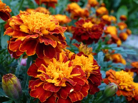 List of Best Fall Flowers to Plant for Autumn Colors