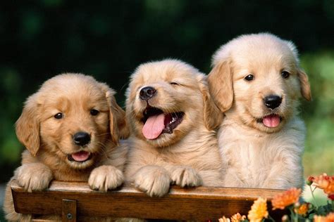 Cute Puppies Wallpapers - Top Free Cute Puppies Backgrounds - WallpaperAccess