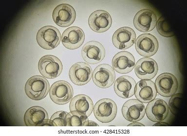 2,962 Fish embryo Images, Stock Photos & Vectors | Shutterstock