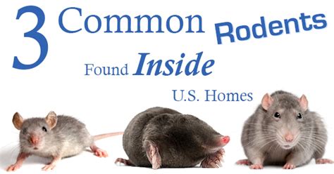 3 Common Rodents Found Inside U.S. Homes - The Bug Master Pest Control and Disinfecting