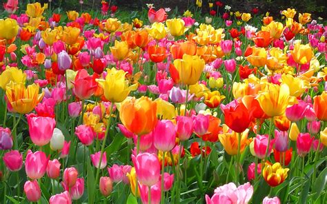 10 Top desktop wallpaper flowers tulips You Can Save It At No Cost - Aesthetic Arena