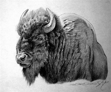 American Bison Drawing with Large Horns