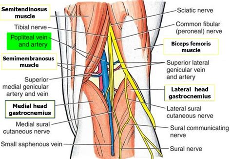 Popliteal Artery Location - Entrapment - Popliteal Artery Aneurysm