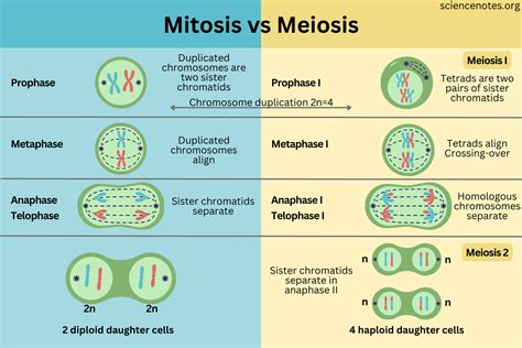 Mitosis vs. Meiosis: Key Differences, Chart and Venn Diagram, at different - mi-pro.co.uk