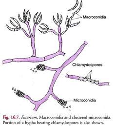 30 Fungi ideas | fungi, microbiology, medical laboratory