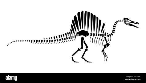 Spinosaurus skeleton . Silhouette dinosaurs . Side view . Vector Stock Vector Image & Art - Alamy