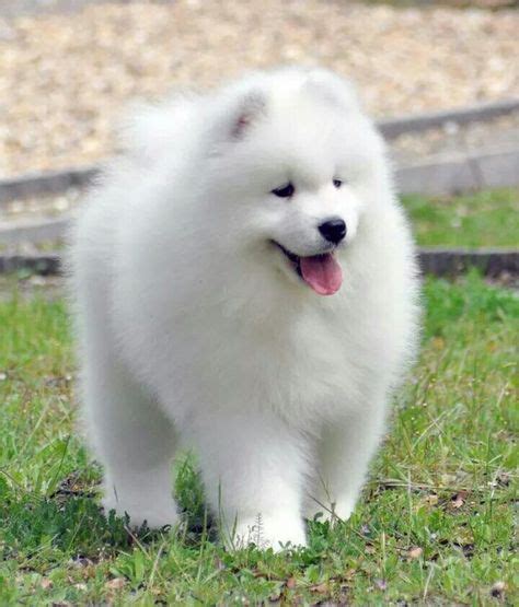 550 Samoyed puppies ideas | samoyed, puppies, samoyed dogs