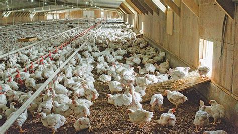 Poultry Farming Definition - Farm House