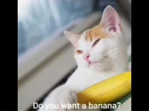 banana cat song - YouTube