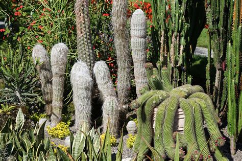 Cacti Botanical Garden Überlingen - Free photo on Pixabay - Pixabay