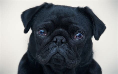 Black Pug Wallpapers - Wallpaper Cave