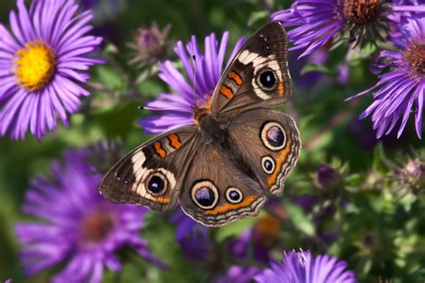 Info-Junction Blog: Common Buckeye Butterfly