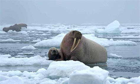 Walrus - Facts, Size, Weight, Habitat, Diet, Predators & Pictures