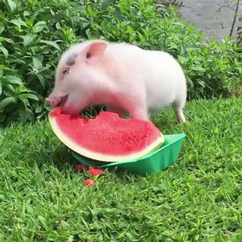 Hank the pig enjoying some watermelon http://ift.tt/2rzbwpw | Cute baby pigs, Pig, Baby pigs