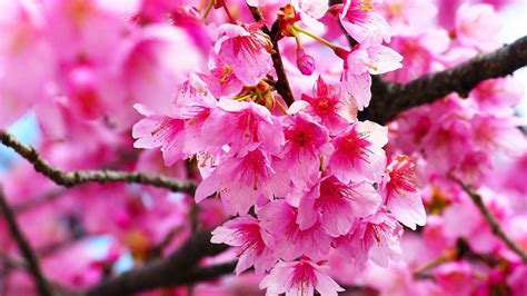 Pink Cherry Blossom Wallpaper HD – Cute Wallpapers 2024 | Cherry blossom images, Beautiful ...