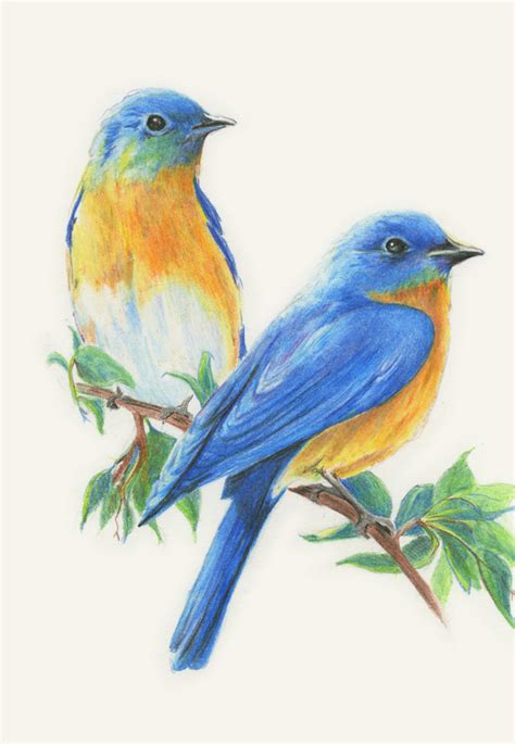 Diane Wright Art Journal: Colored Pencil - Birds