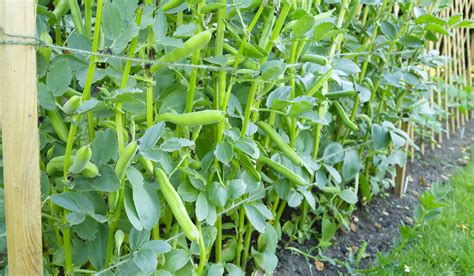 7 Tips for Planting Fava Beans as a Cover Crop - Crate and Basket