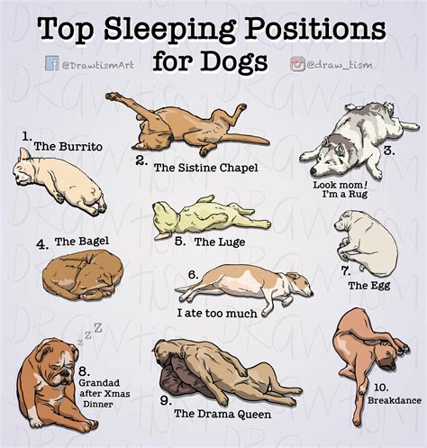 What Do Sleeping Positions Mean For Dogs