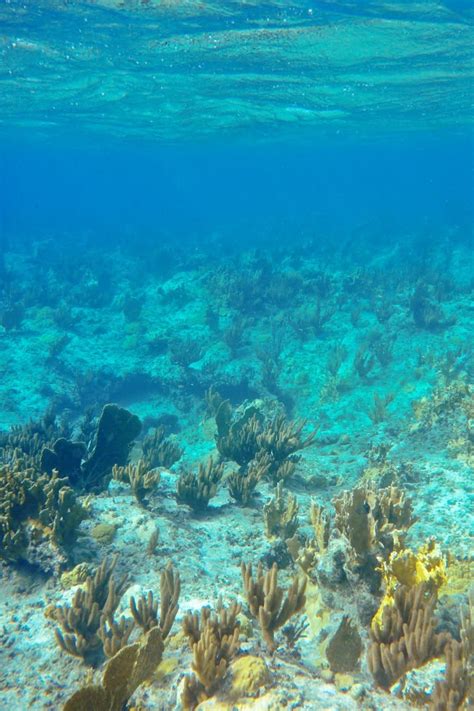 Turks and Caicos Snorkeling Safari - Local Adventurer