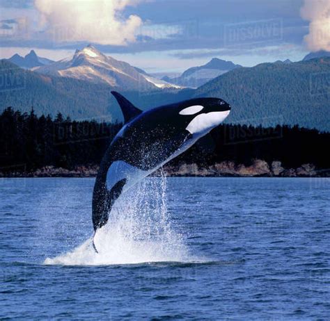 Orca Whale Breaching Near Baranof Island Southeast Composite - Stock Photo - Dissolve