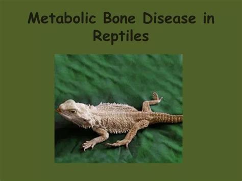 PPT - Metabolic Bone Disease in Reptiles PowerPoint Presentation - ID:2754665