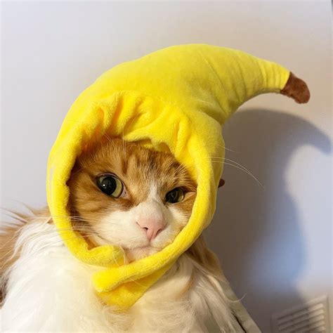 Banana Cat Costume – Petites Paws