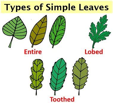 Difference Between Simple and Compound Leaves (with Comparison Chart, Video & Types) - Biology ...