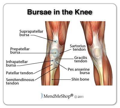 Anatomy of the Knee