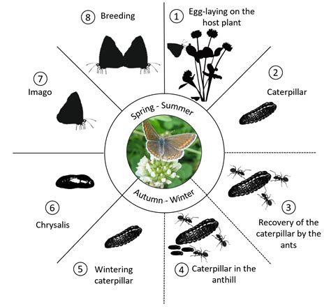 Life cycle of Common Blue butterfly - Exploratory Ecology