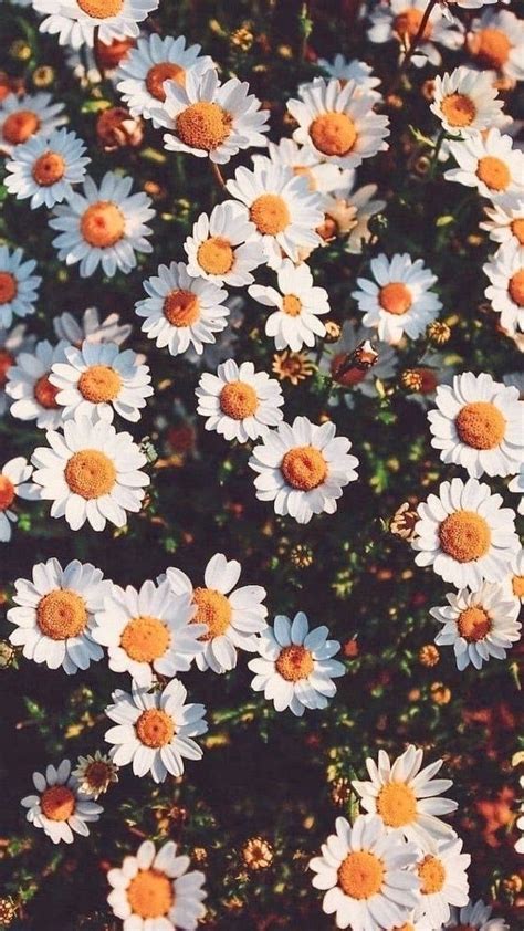 Download White Daisy Aesthetic With Sunlight Wallpaper | Wallpapers.com