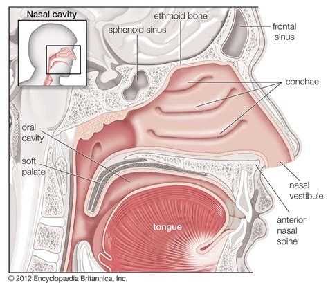 Diagram Of The Nose And Nasal Cavity