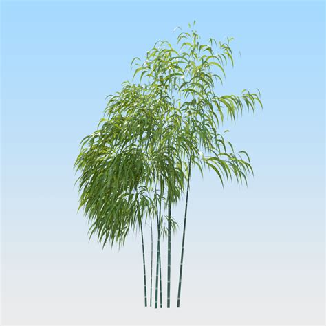 bamboo tree 3d obj