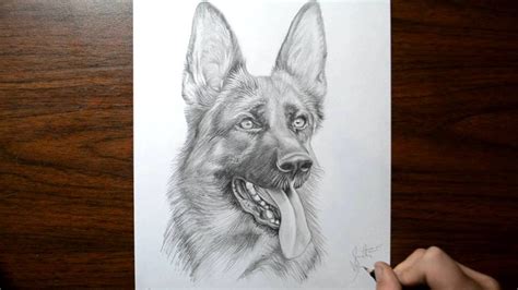 German Shepherd Dog Drawing Pictures - Bleumoonproductions